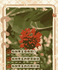 养殖场构树怎么采摘