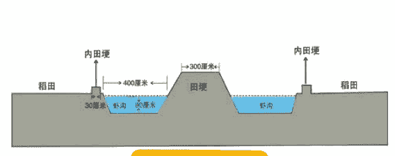 怎么申报龙虾稻田养殖