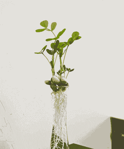 人工养殖花生怎么样做