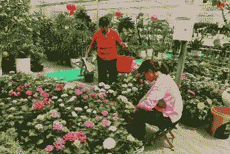 养殖场拍花视频怎么拍