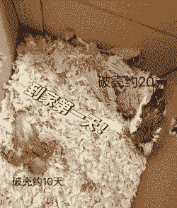 刚长毛的小鸟该怎么养殖