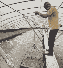 大棚养殖河虾利润怎么样