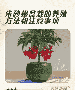 盆栽朱砂根怎么养殖的