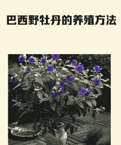 野牡丹怎么养殖方法