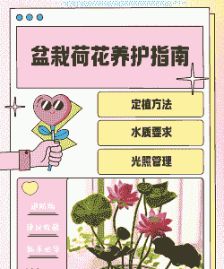 室内荷花怎么养殖方法