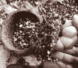 刚出根的多肉怎么养殖