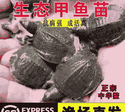 广东养殖小甲鱼怎么样