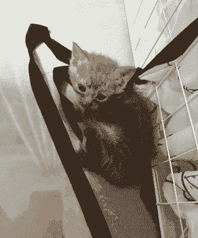 25天的橘猫怎么养殖