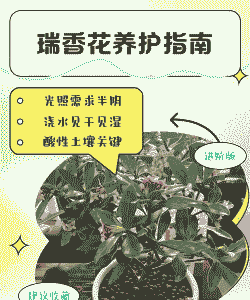 蕊香花怎么养殖方法