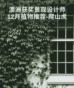 新买的爬山虎怎么养殖