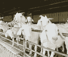 美国白山羊肉怎么养殖