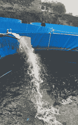 黑鱼养殖的产量怎么样