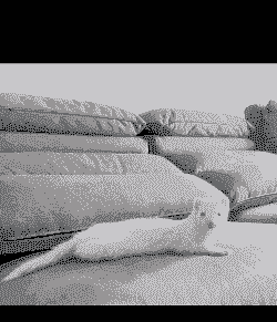 白貂养殖前景怎么样