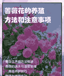 带刺的蔷薇花怎么养殖