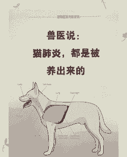 搞养殖肉狗防疫怎么防疫