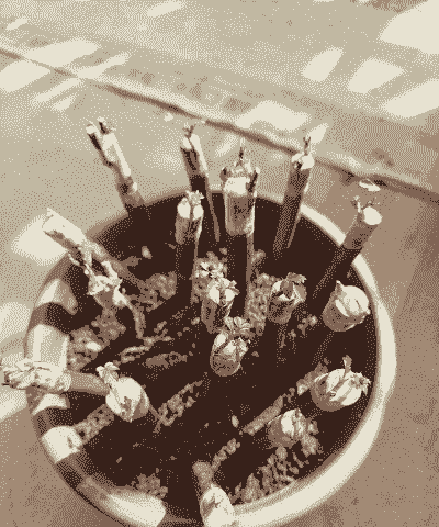 月季嫁接仙人掌怎么养殖