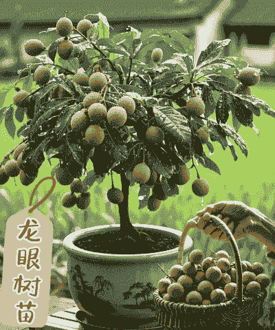 刚买的龙眼苗怎么养殖