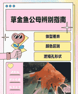 养殖草鱼怎么分公母图解