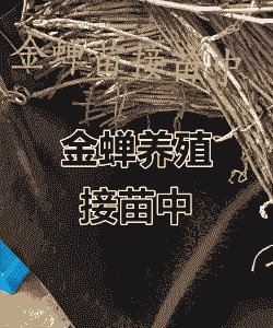 金蝉怎么养殖那里有苗