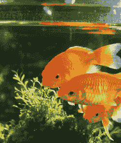 养殖金鱼水质怎么样