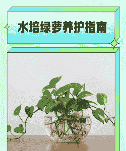 冬天绿萝的水怎么养殖