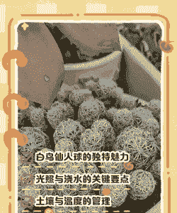 白鸟仙人球怎么养殖