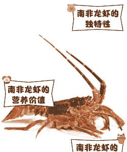 非洲大龙虾怎么养殖的