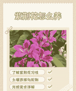 紫荆花叶子发黄怎么养殖
