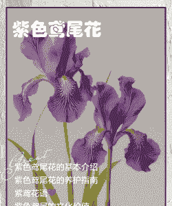 山西紫花鸢尾怎么样养殖