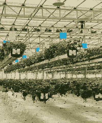 草莓空中养殖怎么做的