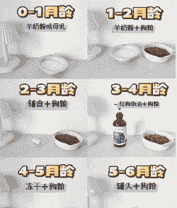 小狗6个月内怎么养殖