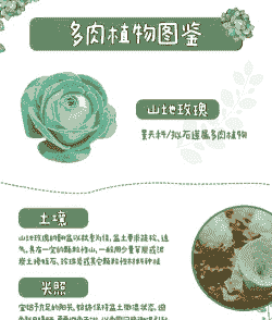 多肉山地玫瑰怎么养殖