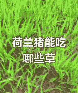 荷兰猪吃什么草