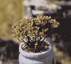 日本小松多肉怎么养殖