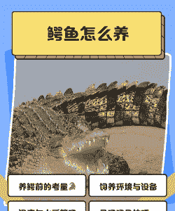 养殖的鳄鱼怎么不攻击人