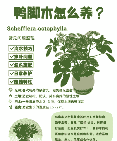 新移栽的鸭脚木怎么养殖