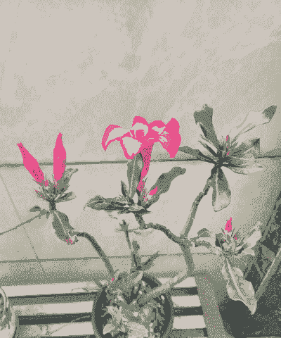 茉莉花沙漠玫瑰怎么养殖