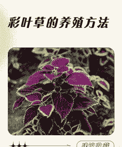 湖南水培彩叶草怎么养殖