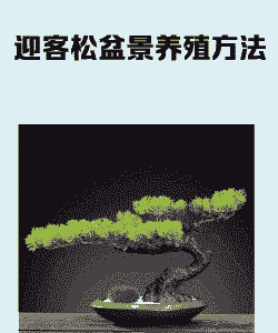 迎客松怎么养殖方法