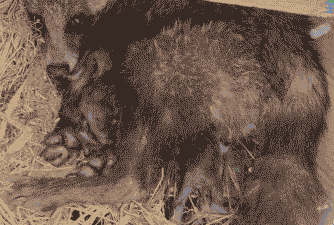 刚出生的貉子怎么养殖