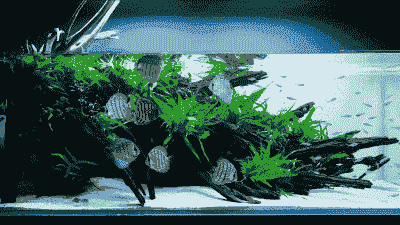 七彩鱼缸怎么养殖的