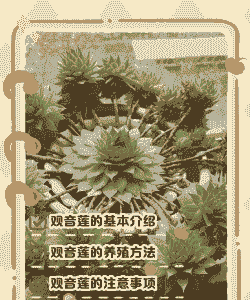 家里日本观音莲怎么养殖