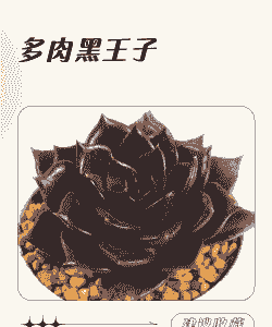 云南多肉黑王子怎么养殖