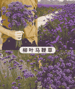 盆栽马鞭草怎么养殖的