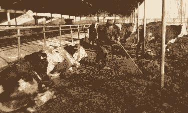 肉牛养殖合作社怎么管理