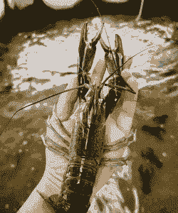 自来水怎么养殖澳龙