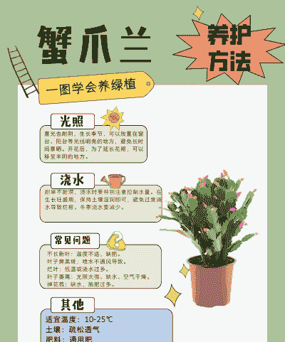 水培蟹爪兰怎么养殖好