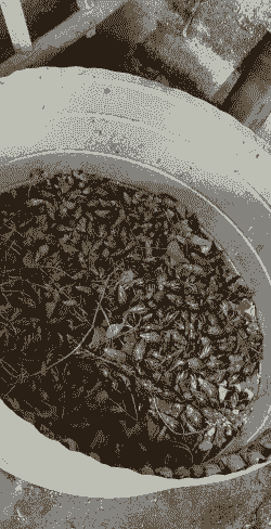 野外捡的黑蜗牛怎么养殖