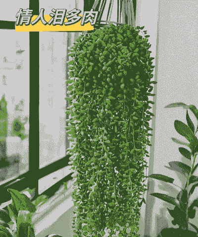 情人泪多肉怎么养殖