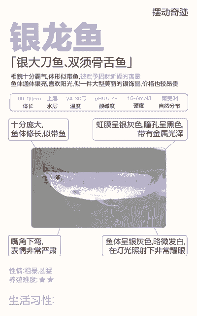 新手养殖银龙鱼怎么钓